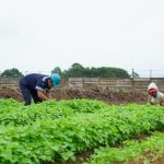 Farm Estate Tanjung Ular PT Timah, Manfaatkan Lahan Untuk Dukung Asta Cita