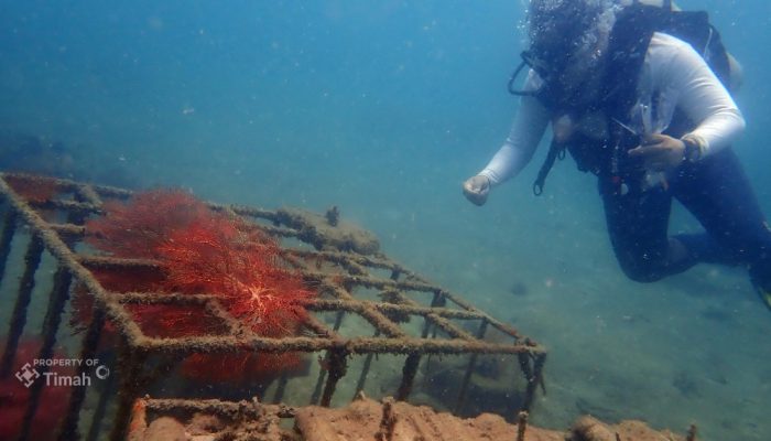 Menjaga Ekositem Pesisir, PT Timah Tenggelamkan Ribuan Artificial Reef Dalam Lima Tahun Terakhir 