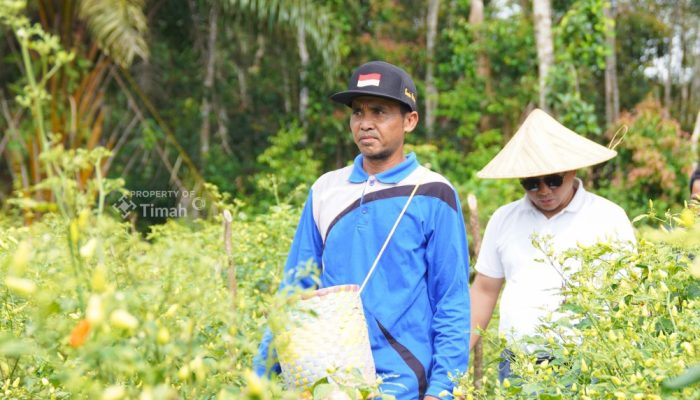 Didukung PT Timah, Gapoktan Sinar Baru Bangka Selatan Andalkan Budidaya Cabai untuk Kesejahteran Petani