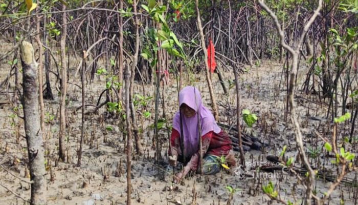 Kolaborasi Jaga Ekosistem Pesisir Bersama Masyarakat, PT Timah Tbk Tanam 12 Ribu Bibit Mangrove di Kundur