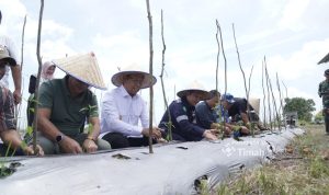 Panen Raya Bawang Merah,Pj Gubernur Babel Apresiasi Komitmen PT Timah Dalam Wujudkan Ketahanan Pangan Daerah