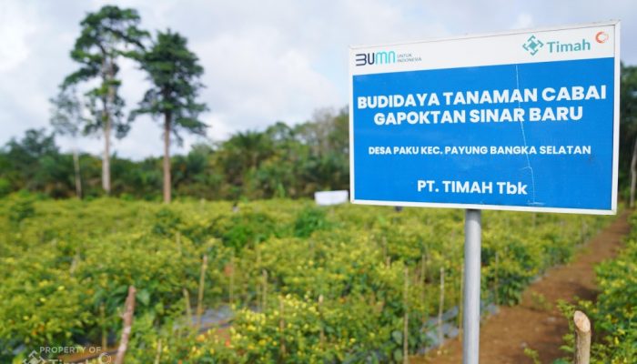 Dorong Ketahanan Pangan, Kolaborasi PT Timah dan Gapoktan Sinar Baru Hasilkan Panen Cabai Melimpah