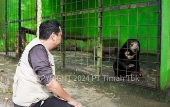 Tambang Timah Ilegal Merajalela di Bangka Belitung, Ancam Ekosistem Satwa Endemik