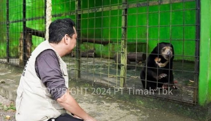 Tambang Timah Ilegal Merajalela di Bangka Belitung, Ancam Ekosistem Satwa Endemik