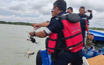 Jaga Kelestarian Kepiting dan Tingkatkan Ekonomi Nelayan, PT Timah Tbk Tebar 300 Bibit Kepiting Bakau di Pantai Kundur