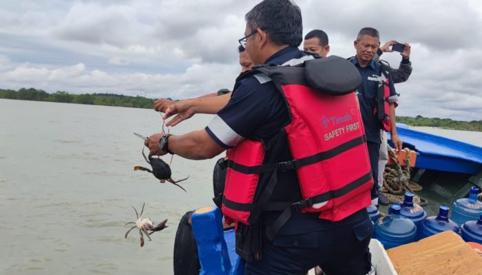 Jaga Kelestarian Kepiting dan Tingkatkan Ekonomi Nelayan, PT Timah Tbk Tebar 300 Bibit Kepiting Bakau di Pantai Kundur