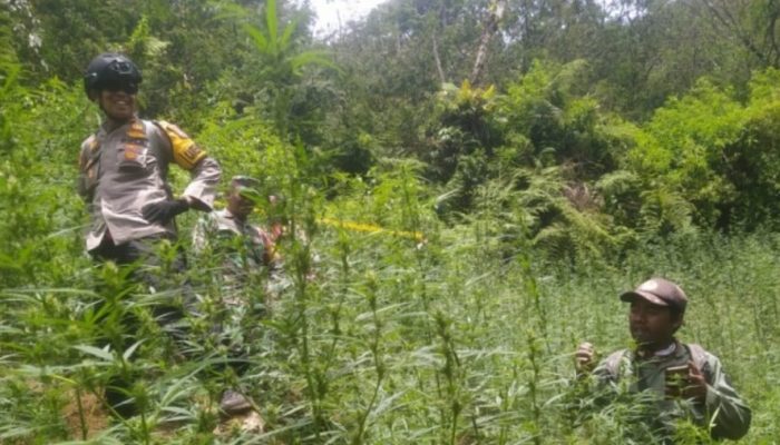 Penemuan Ladang Ganja di TNBTS, Kementerian Kehutanan Pastikan Bukan Bagian dari Pengelola Taman Nasional