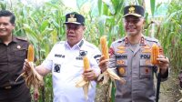 Polda Babel Panen Raya Jagung di Kebun Ketahanan Pangan, Hasilkan 11 Ton Lebih Jagung Hibrida