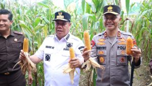 Polda Babel Panen Raya Jagung di Kebun Ketahanan Pangan, Hasilkan 11 Ton Lebih Jagung Hibrida