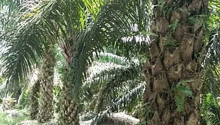 Harga TBS Sawit di Pulau Bangka Jauh Tertinggal, FORMAP Babel Soroti Ketimpangan Antar Daerah