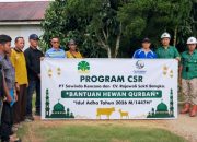 Menyambut Ibadah Idul 1447 H, PT Sawindo Kencana Bersama CV Rajawali Sakti Bangka Salurkan CSR Berupa Hewan Kurban